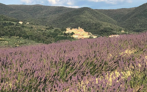 I Giorni Della Lavanda Dall Giugno Al Luglio